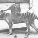 A male and female thylacine at the National Zoo in Washington D.C., 1902.